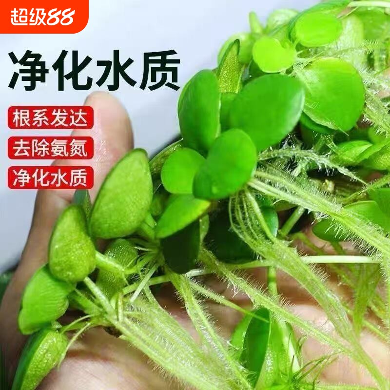 浮萍圆心萍水培绿植庭院办公室鱼虾龟缸造景漂浮水草苹果萍真草图片