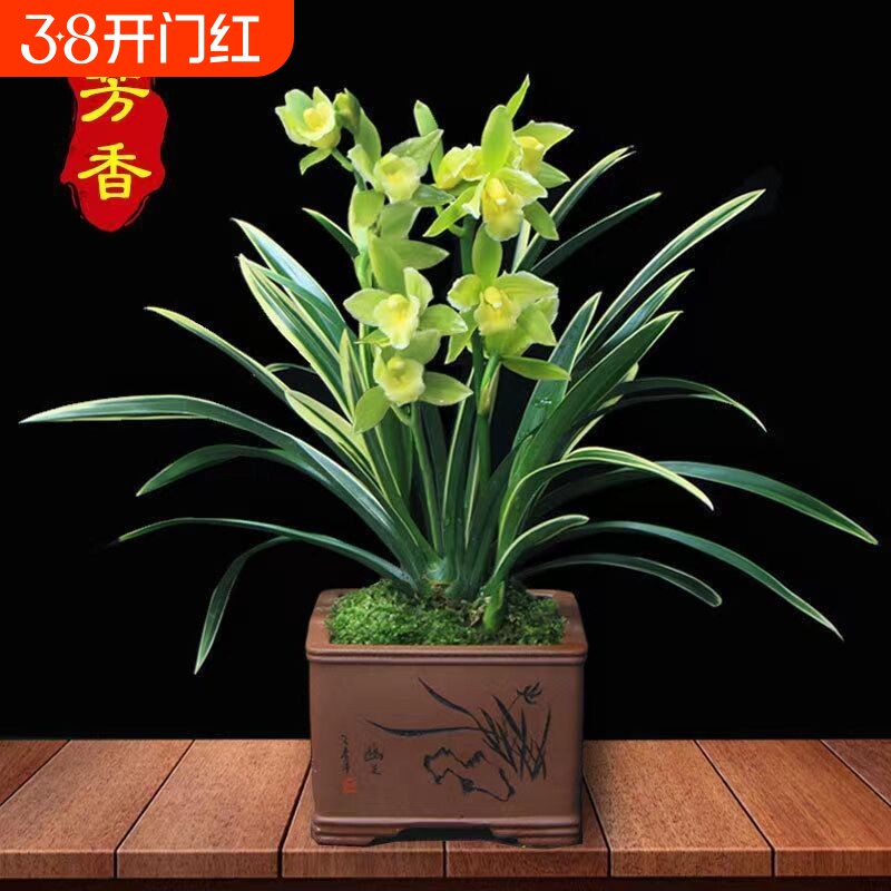 金边金凤冠兰花开花特香浓香型室内好养花卉绿植