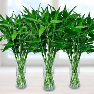 富贵竹水培植物客厅招财花卉绿植室内盆栽观音竹带根转运竹发财竹