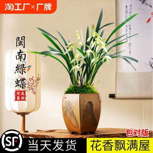 兰花苗建兰四季兰 闽南绿蝶 现带花苞室内阳台花卉盆栽好养易活