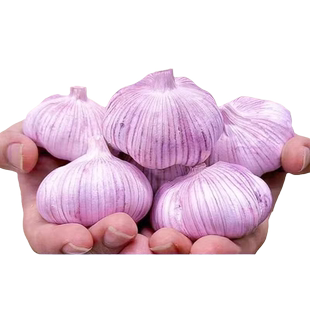金乡大蒜新鲜干大蒜2024当季蔬菜批发紫皮特大糖醋种植自种优质