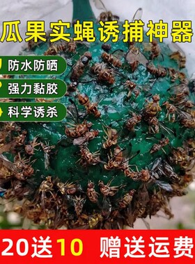 粘虫球柑橘果园瓜果诱蝇器实蝇粘胶板针蜂果蝇诱虫果蝇针蜂引诱剂