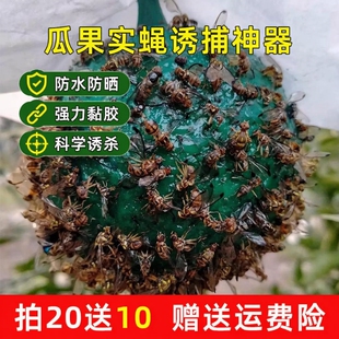 粘虫球柑橘果园瓜果诱蝇器实蝇粘胶板针蜂果蝇诱虫果蝇针蜂引诱剂