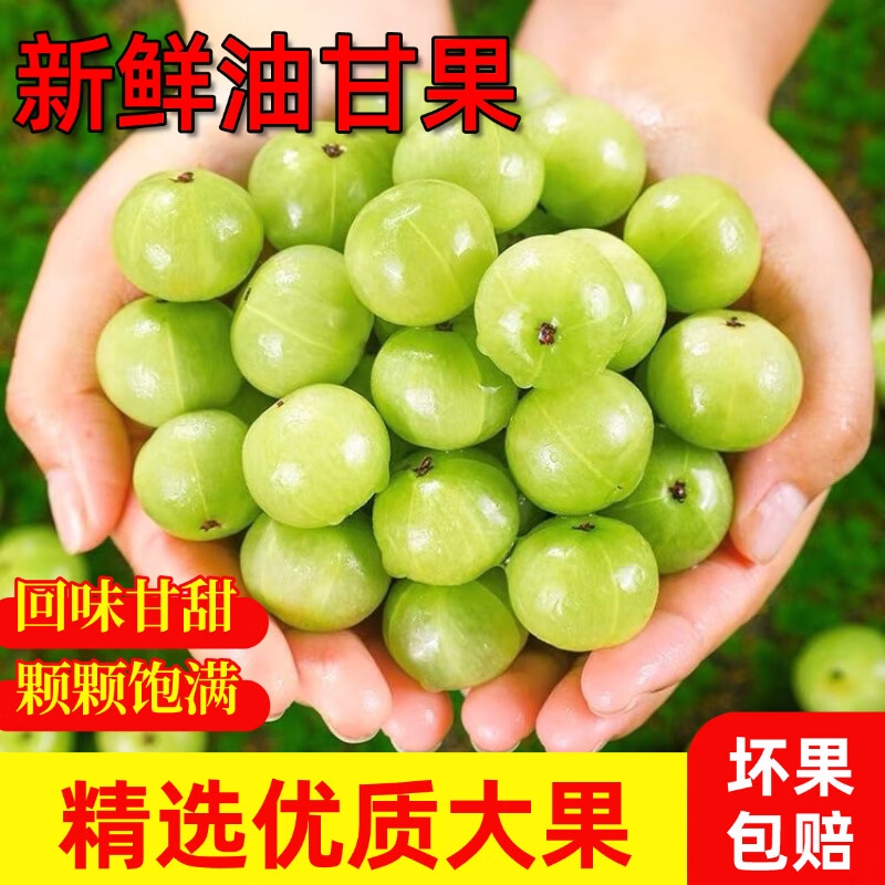 【热销】潮汕高山油柑