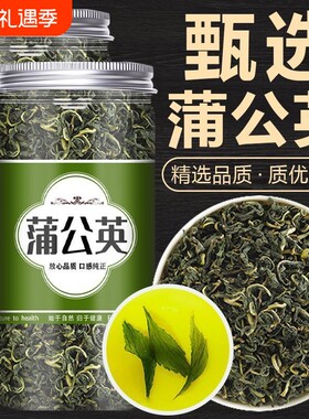 天然长白山蒲公英茶免洗消炎养生野生特级蒲公英新鲜新货去火无硫