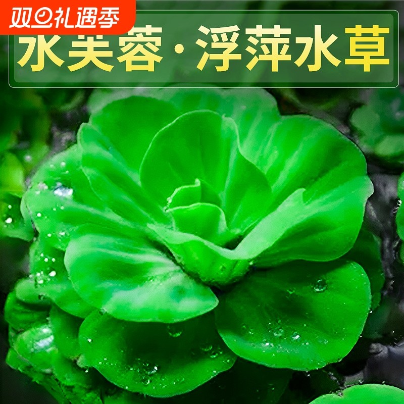浮萍水草水培植物水上和鱼共养金鱼缸造景古法养鱼净化水质水芙蓉
