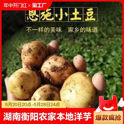 湖北黄心小土豆农家本地洋芋子炖汤粉糯农产品新鲜蔬菜老品种发芽