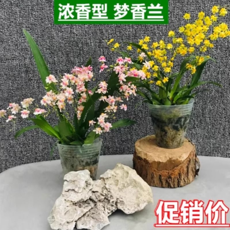 梦香兰盆栽带花苞罗曼香兰花卉文心兰跳舞兰办公室桌面绿植办公桌