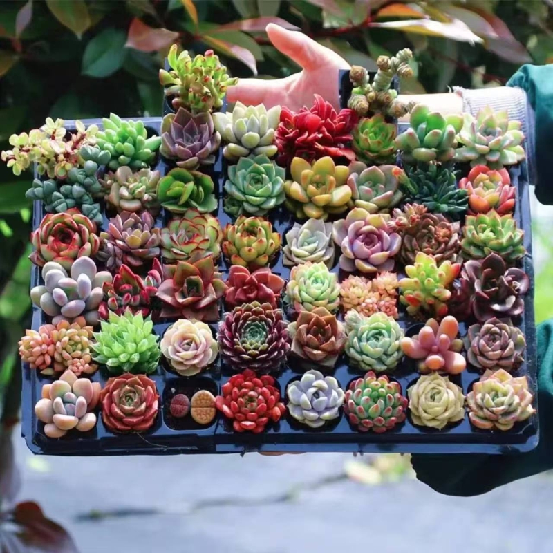 多肉植物批发室内带盆组合小盆栽大颗新手好养易活花卉绿植套餐