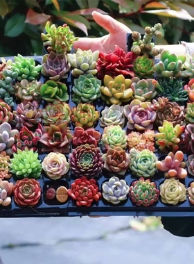 多肉植物批发室内带盆组合小盆栽大颗新手好养易活花卉绿植套餐