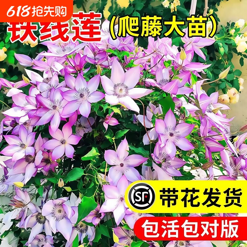 ����Ʒ����ʿ��EG-90��С�磨���ɻ� ���԰棩 ������ ������������������ֲ�����а��ļ������ذ���ٱ�����ͥԺ����