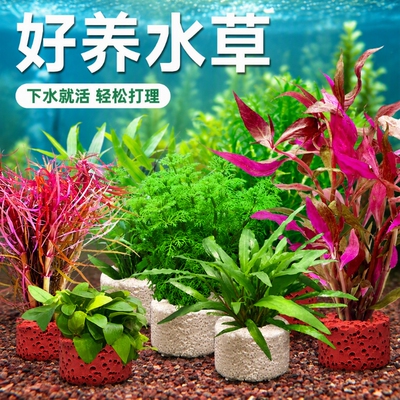 水草定植植物鱼缸造景绿菊套餐