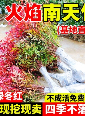 火焰南天竹盆栽客厅树苗室内植物盆景室外庭院耐寒竹子苗花卉绿植