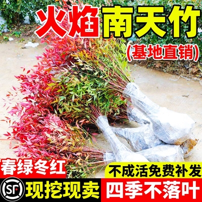 火焰南天竹盆栽客厅树苗室内植物盆景室外庭院耐寒竹子苗花卉绿植