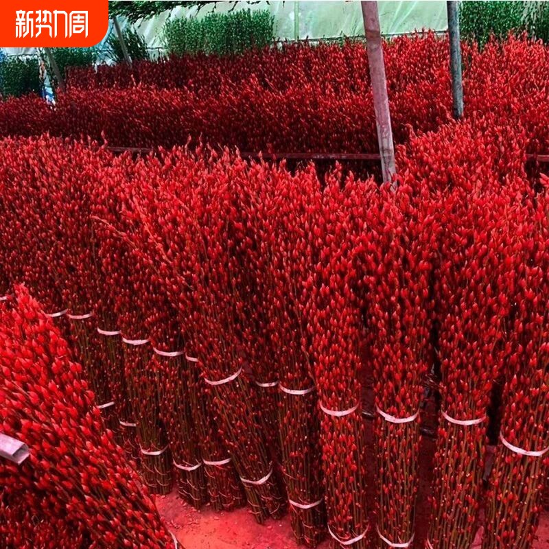 银柳鲜枝真花年宵花卉红色干花福桶银柳水培植物鲜花客厅室内装饰