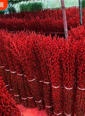 银柳真花鲜枝年宵花卉红色干花福桶银柳水培植物鲜花客厅室内装饰