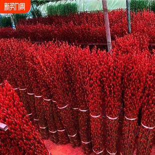 银柳真花鲜枝年宵花卉红色干花福桶银柳水培植物鲜花客厅室内装 饰