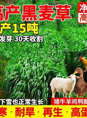 黑麦草种籽子种四季多年生牧草种子耐寒冬季鱼草高产玉米鸡鸭鹅