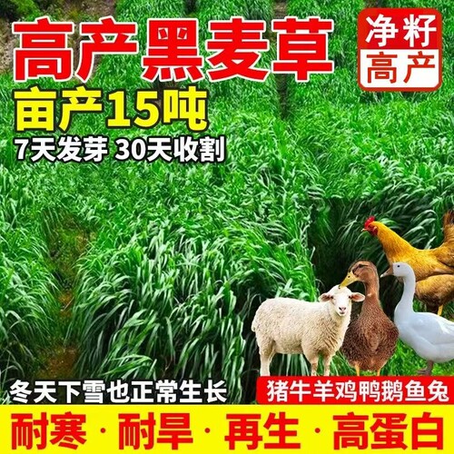 黑麦草种籽子种四季多年生牧草种子耐寒冬季鱼草高产玉米鸡鸭鹅