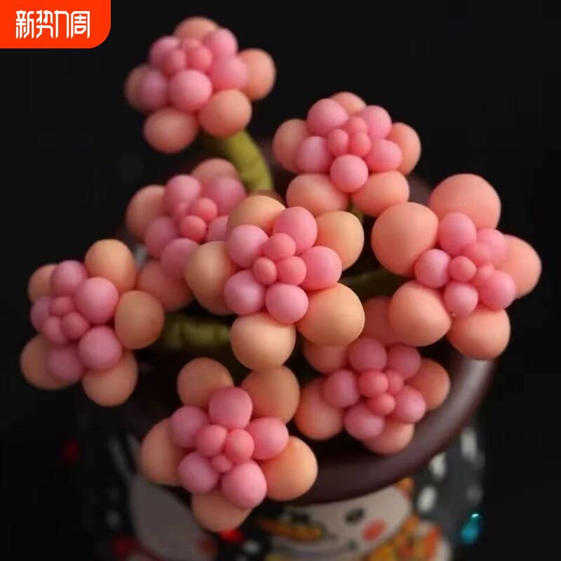 桃蛋群生多头多肉植物山地玫瑰老桩绿植盆栽酒杯耶罗水蜜桃奶酪