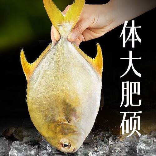 新鲜金鲳鱼生鲜冷冻金昌鱼深海鱼鲳鱼批发生鲜海鲜大鲳鱼海鲜水产