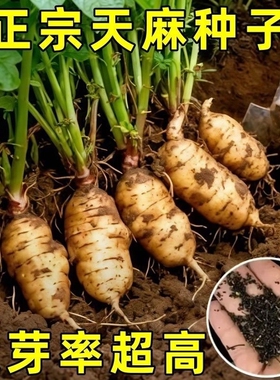 -热销种!高发芽率云南天麻种子秋冬种植高产四季蔬菜种子-QqF阳台