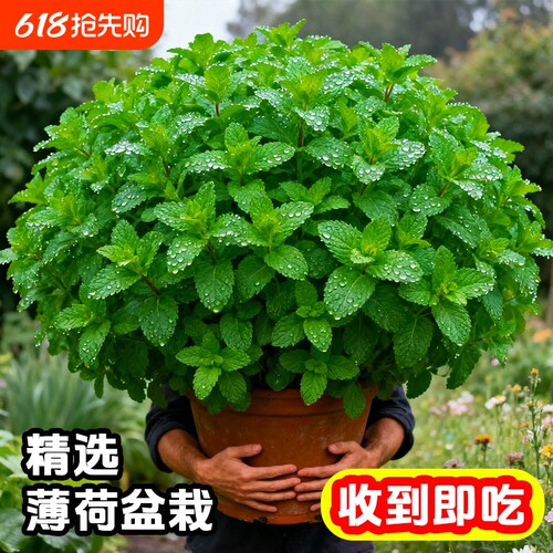 薄荷盆栽可食用新鲜薄荷叶迷迭香用香草植物可水培室内驱蚊驱虫
