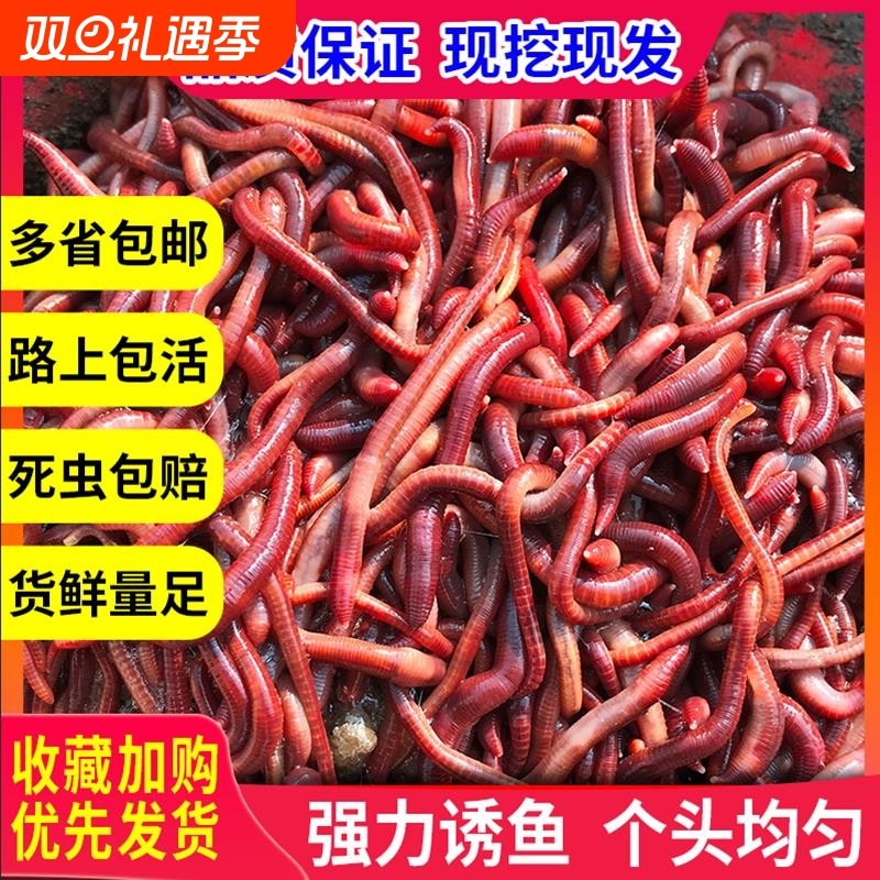 包邮散装 红蚯蚓 1斤活体 饵料 鱼饵 钓鱼 大平二号种苗 蚯蚓