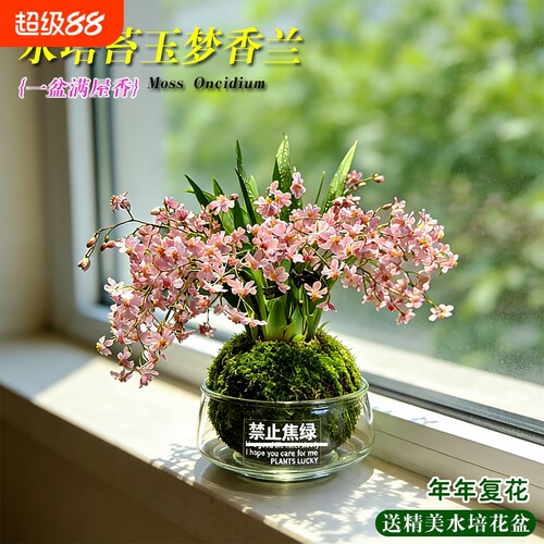 水培梦香水文心兰花苗冬带花苞室内懒人好养浓香盆栽花卉多肉绿植