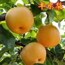 包邮 梨子皮薄超甜丰水梨水果新鲜应季 水果梨子梨子批发