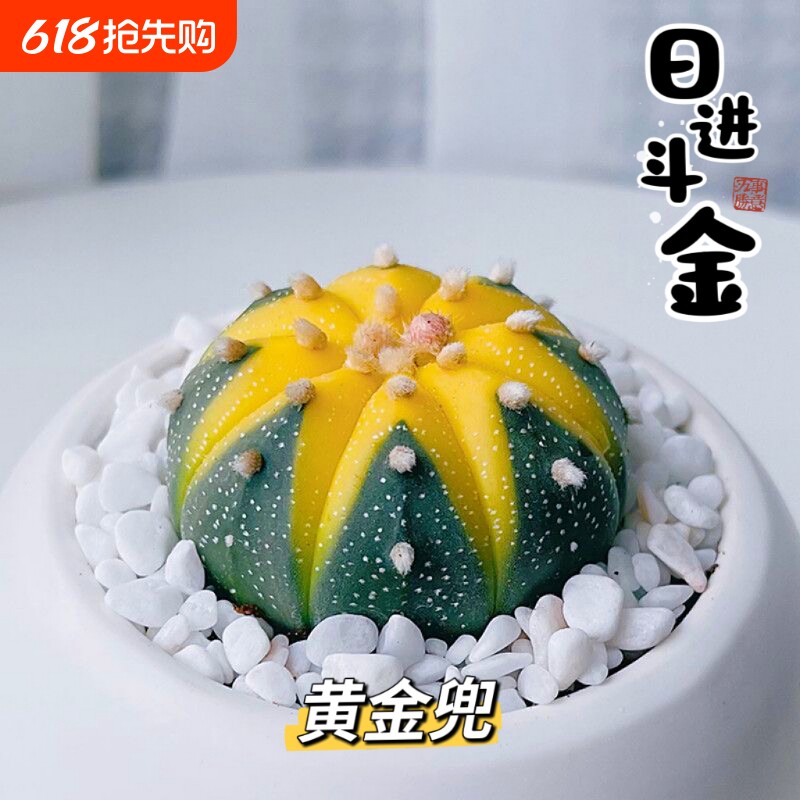 【金钱进兜】黄金兜星兜锦仙人球多肉植物办公室微型绿植花卉盆栽