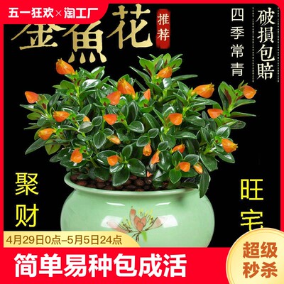 四季常青金鱼花吊兰盆栽室内绿植花卉多肉植物绿萝发财树好养客厅