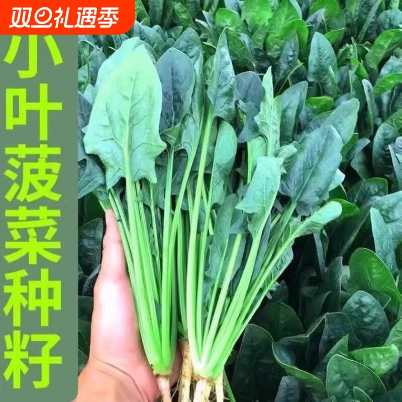 小叶菠菜籽种耐寒红根菠菜种子阳台盆栽农家秋冬青菜种籽蔬菜种孑