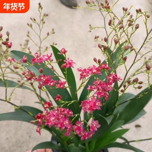 带花苞 6-9支花可选 满堂红 梦香兰文心兰 浓香型 室内桌面好养
