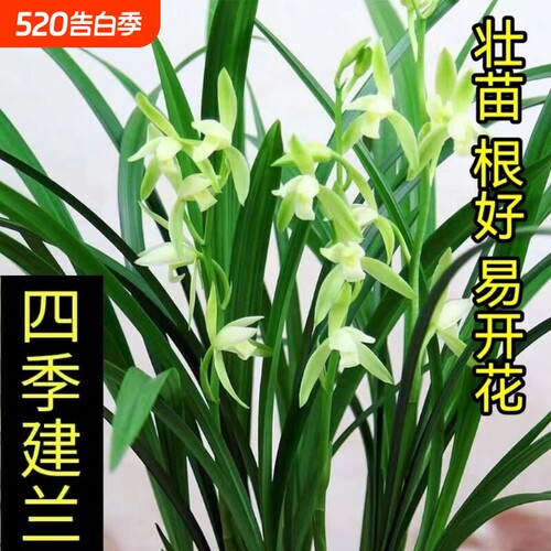 兰花盆栽建兰四季兰大凤素 客厅花卉植物室内花好养活