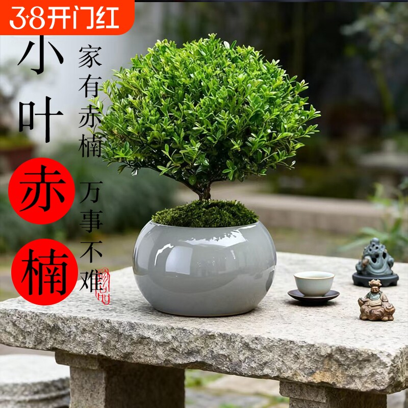 小叶赤楠盆景老桩盆栽绿植室内办公室绿植物四季好养迷你桌面花卉