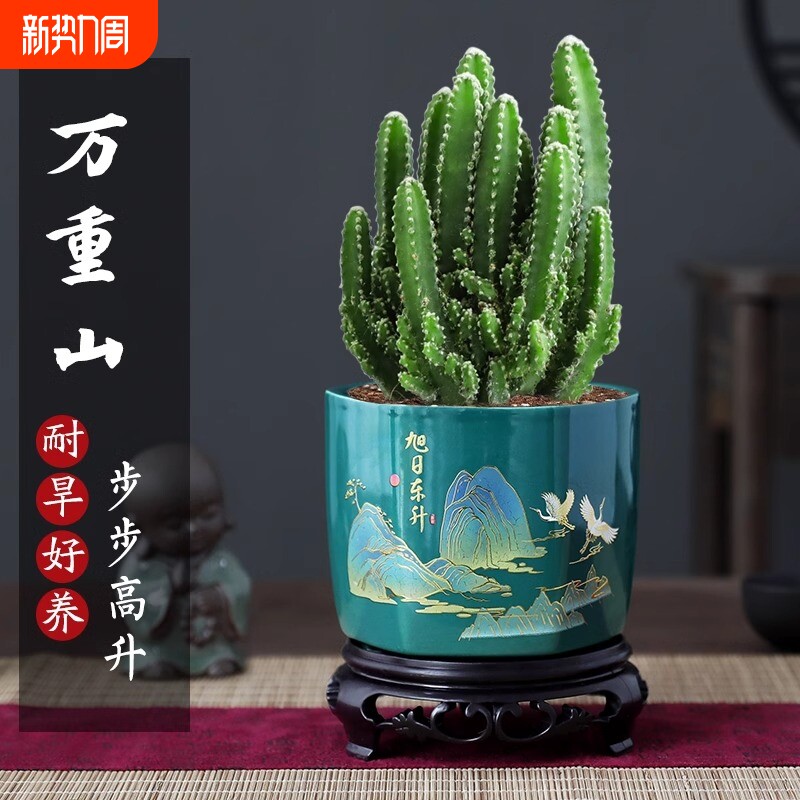 万重山盆栽仙人掌多肉植物仙人球好养易活室内办公室绿植四季常绿
