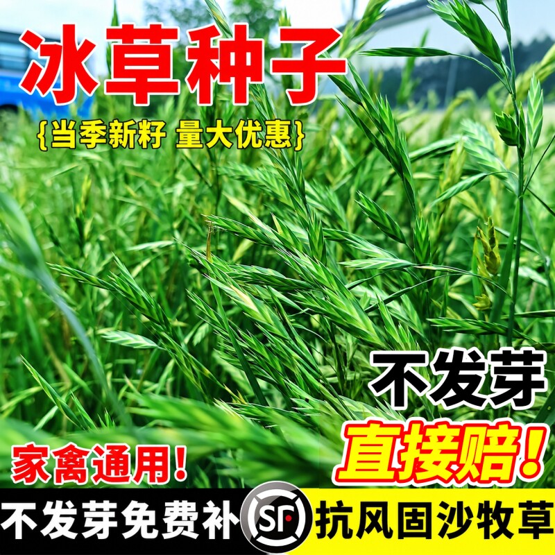 扁穗冰草籽四季高产牧草种子耐寒旱耐盐碱畜禽养殖绿化护坡草种籽