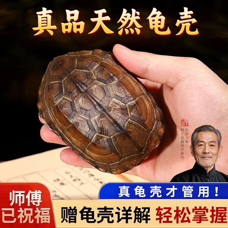 天然真乌龟壳龟甲文玩六爻摇卦工具周易64卦牌铜钱把玩件摆件桌面