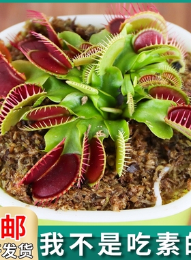 捕蝇草盆栽食人花植物驱蚊绿植花卉捕虫草猪笼草趣味多肉室内阳台