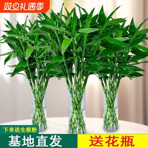 富贵竹水培植物客厅发财树绿萝