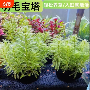 狐尾藻坨草水草鱼缸水草造景鱼草缸绿植活净水懒人养鱼淡水羽毛