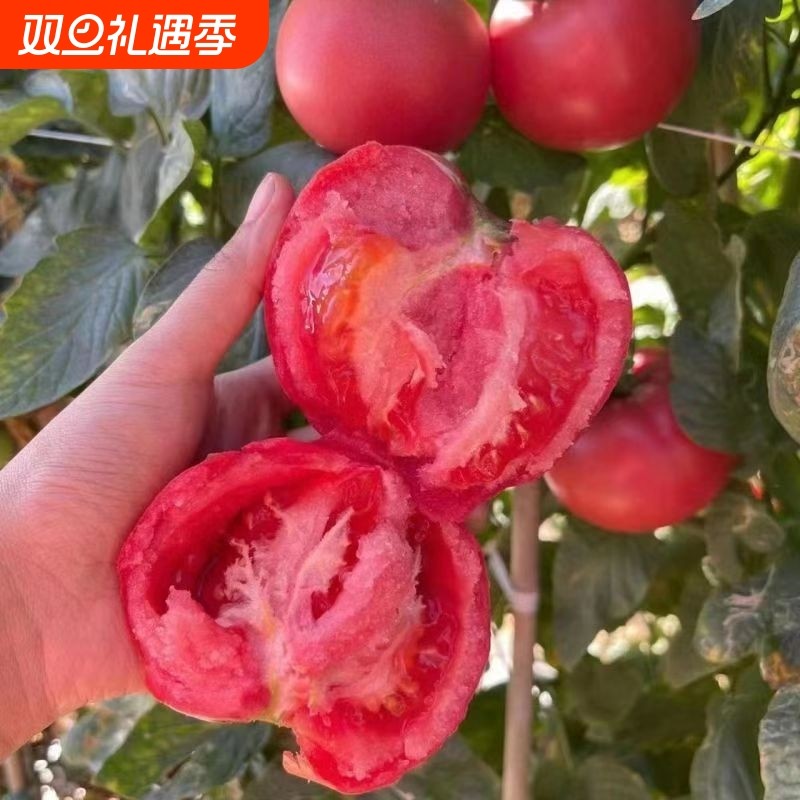 陕西泾阳孕妇水果当季沙瓤西红柿自然熟新鲜生吃番茄蔬菜