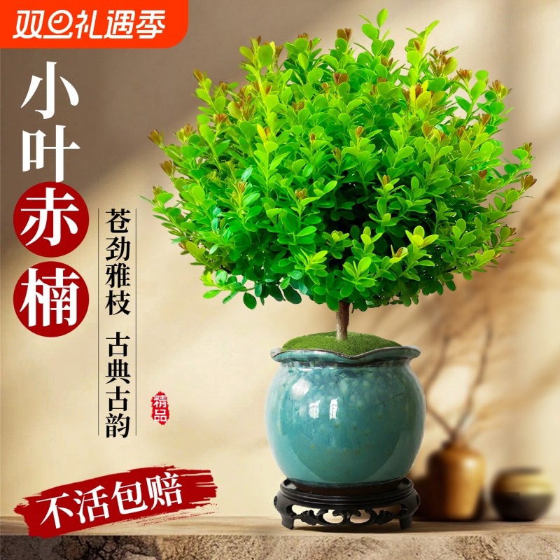 小叶赤楠盆景老桩植物禅意微景观好养金丝楠木室内桌面绿植小盆栽