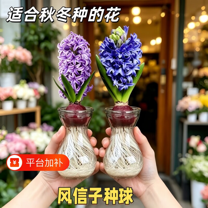 风信子种球水培植物室内办公室客厅进口盆栽土培花卉净化空气耐寒