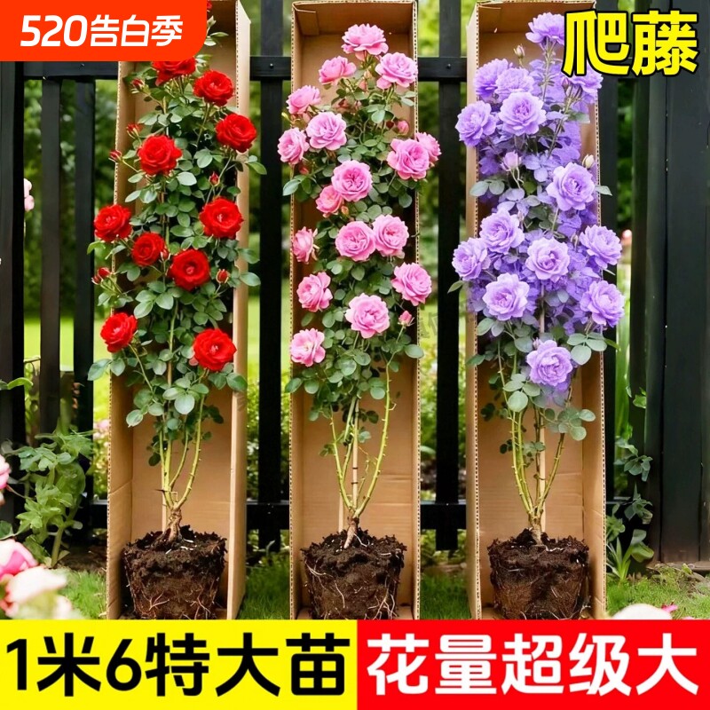 蔷薇花苗爬藤月季花卉植物盆栽特大苗室外庭院爬墙月季玫瑰花树苗