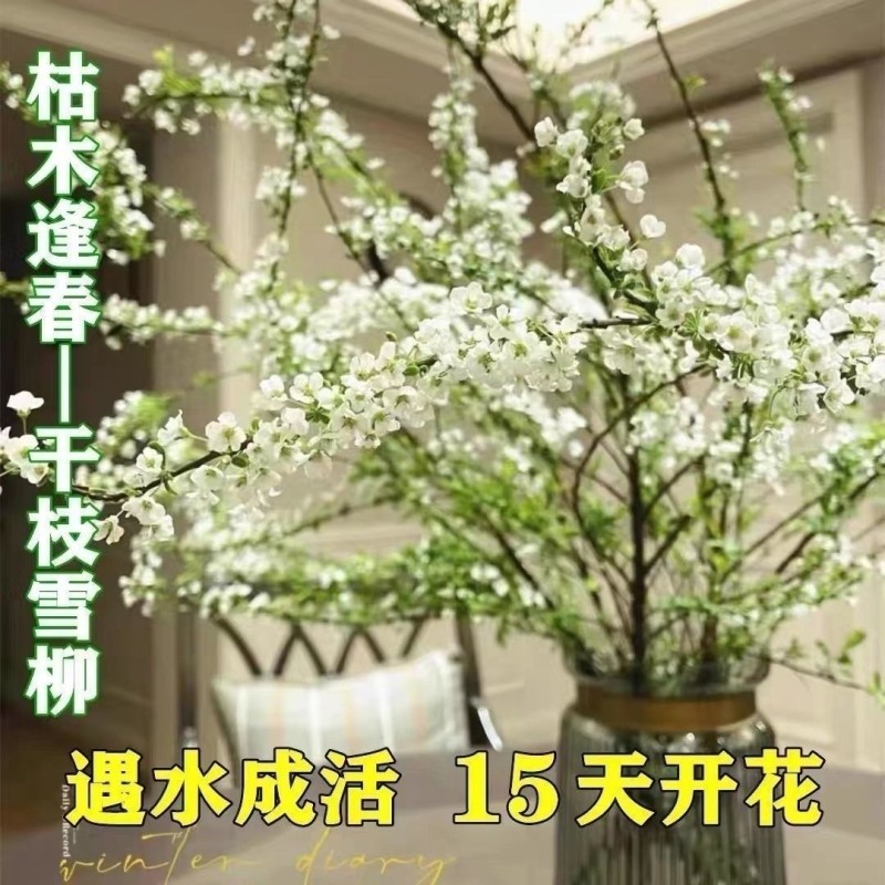 雪柳鲜枝年宵盆栽水养干枝水培植物耐寒室内雪花花卉绿植遇水开花