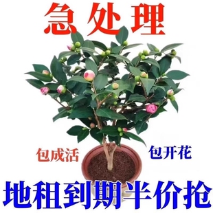 茶花山茶花树苗盆栽花卉好养绿植物五色赤丹苗四季开花室外种庭院