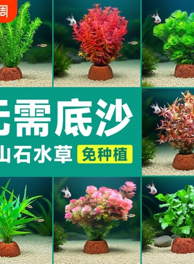 火山石水草植物鱼缸造景水培阴性蜈蚣草绿菊真草摆件水族箱全套餐