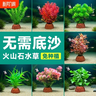 火山石水草植物鱼缸造景水培阴性蜈蚣草绿菊真草摆件水族箱全套餐